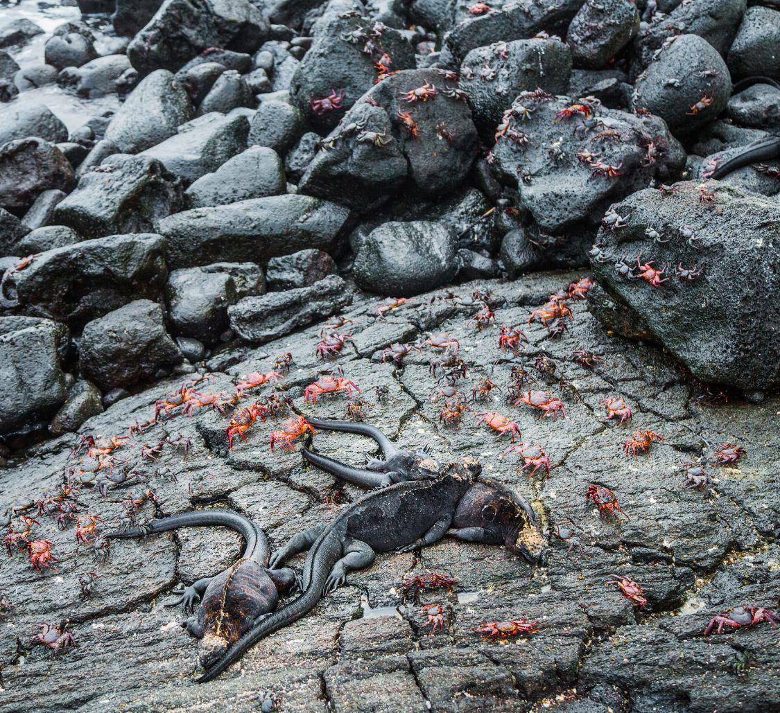 galapagos-island -crabs-iguanas-on-rocks_Mobile