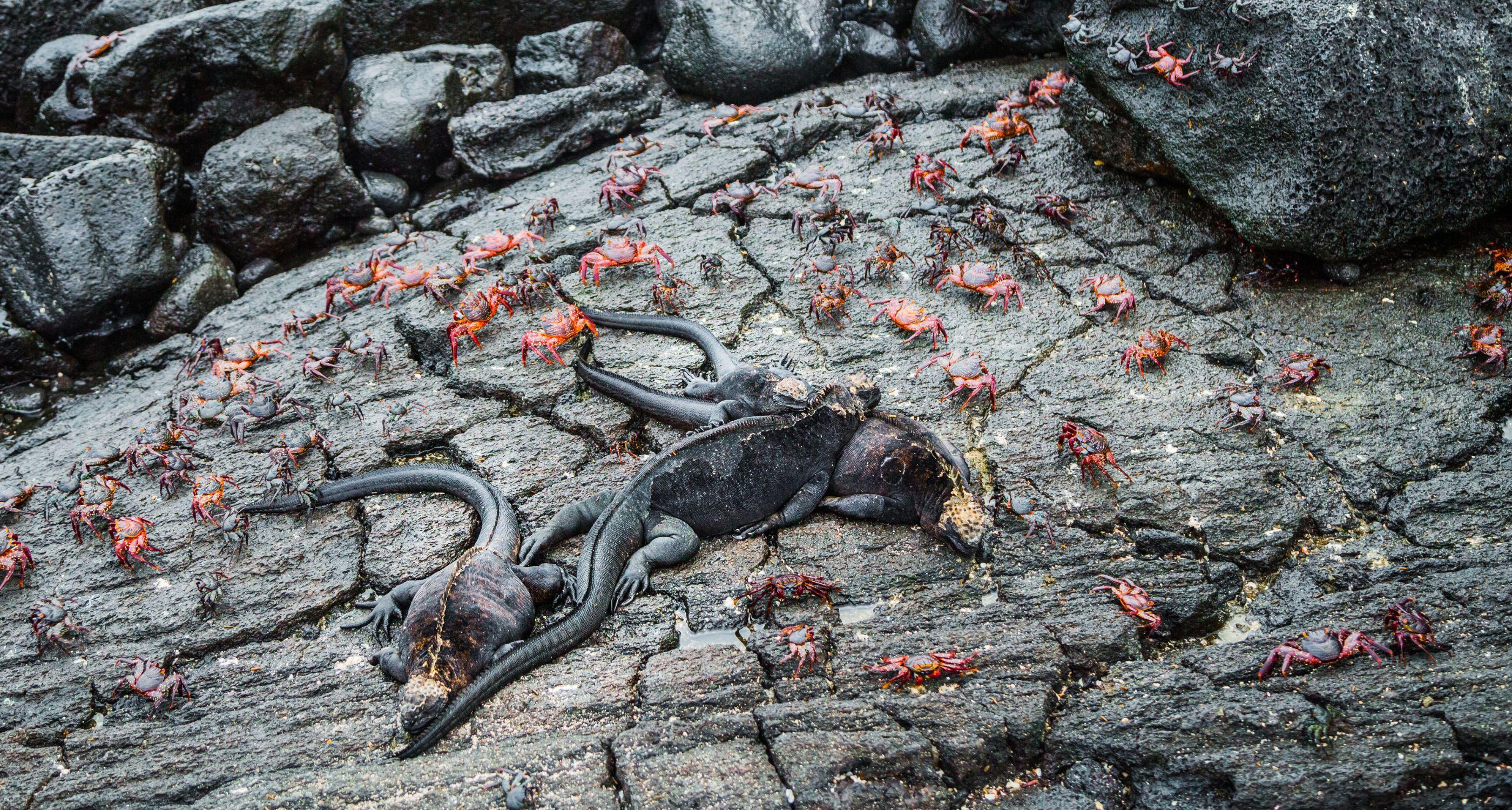 galapagos-island -crabs-iguanas-on-rocks_Tablet