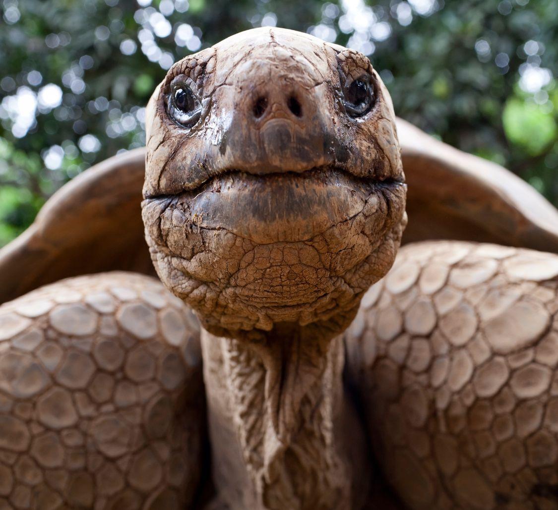 giant-tortoise-close-up (2)_Mobile