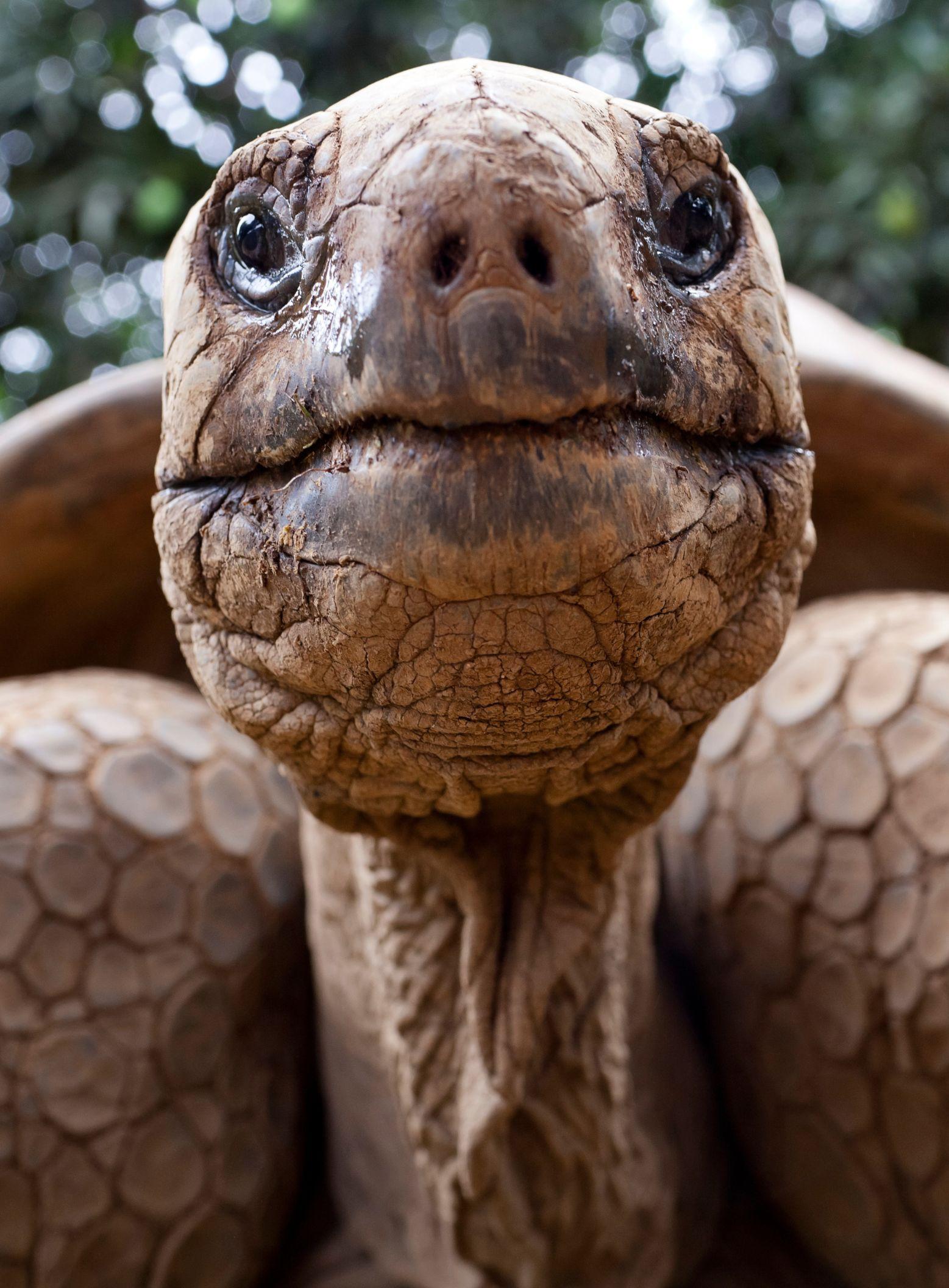 giant-tortoise-close-up (2)_PC