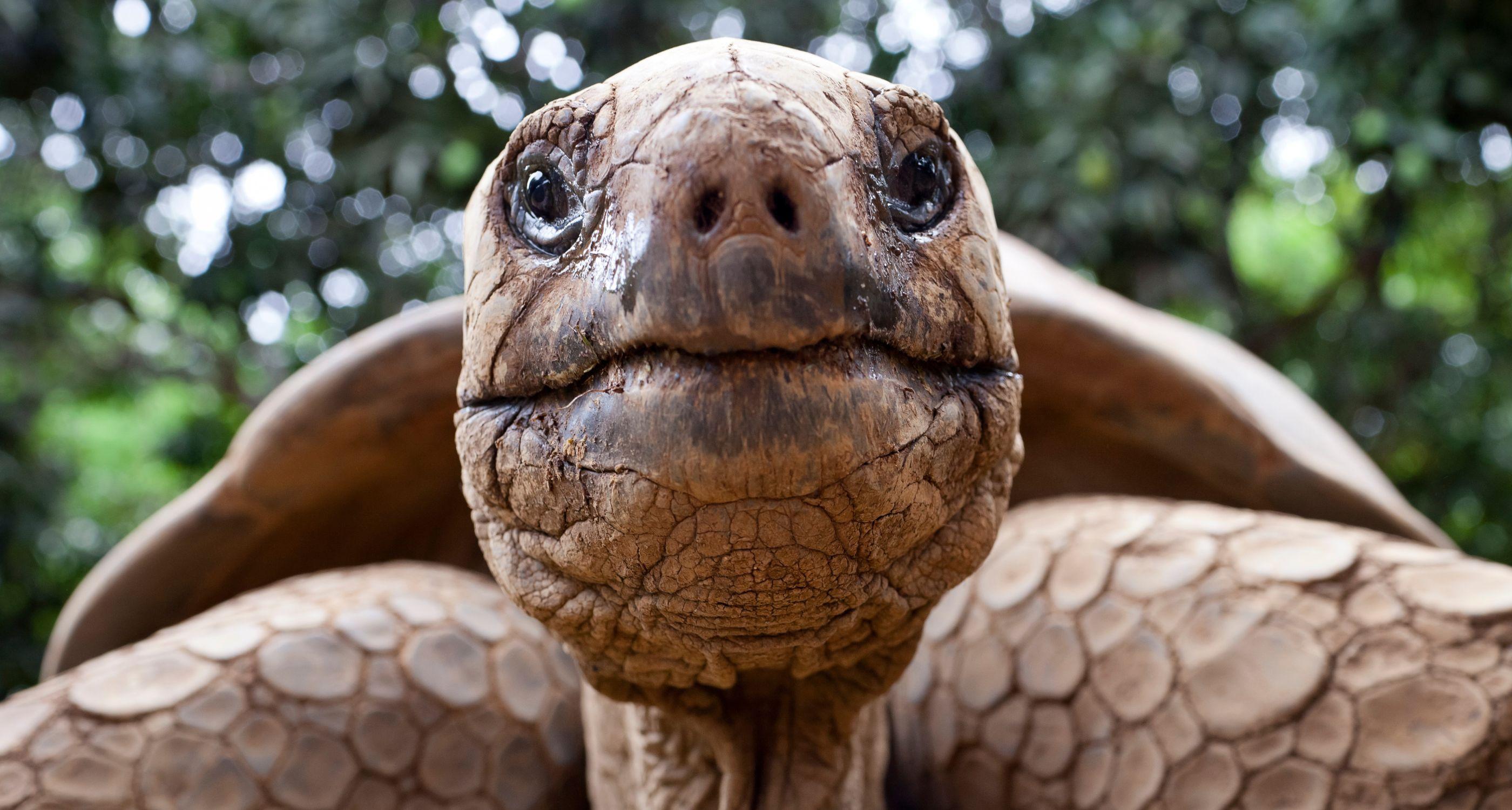 giant-tortoise-close-up (2)_Tablet