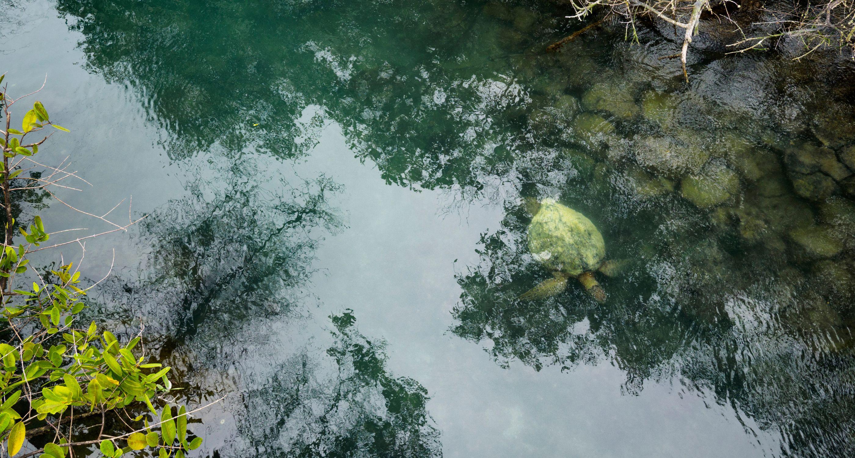 giant-tortoise-nymphs-lagoon-santa-cruz-island_Tablet