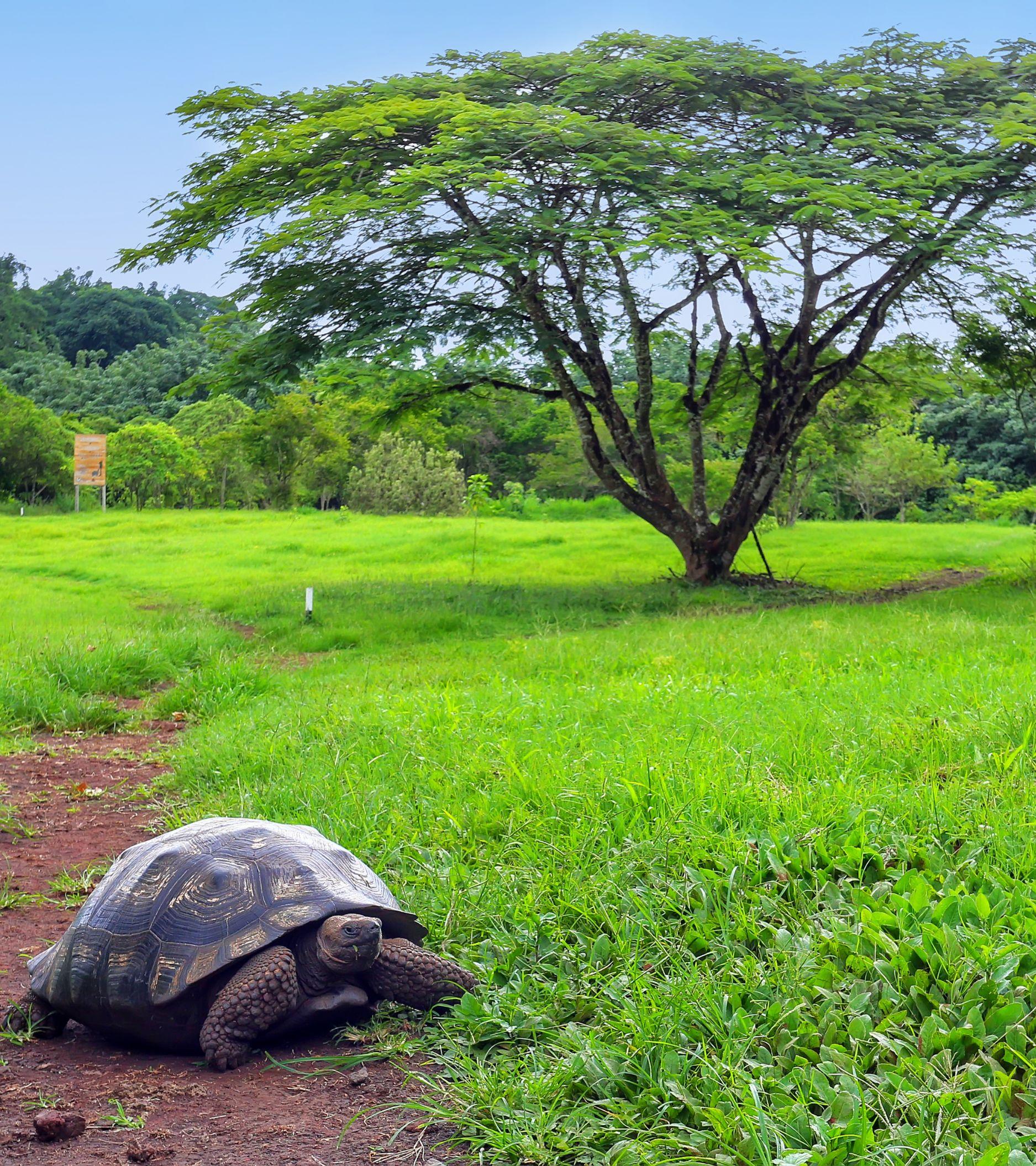 giant-tortoise-santa-cruz-island_Mobile.jpg