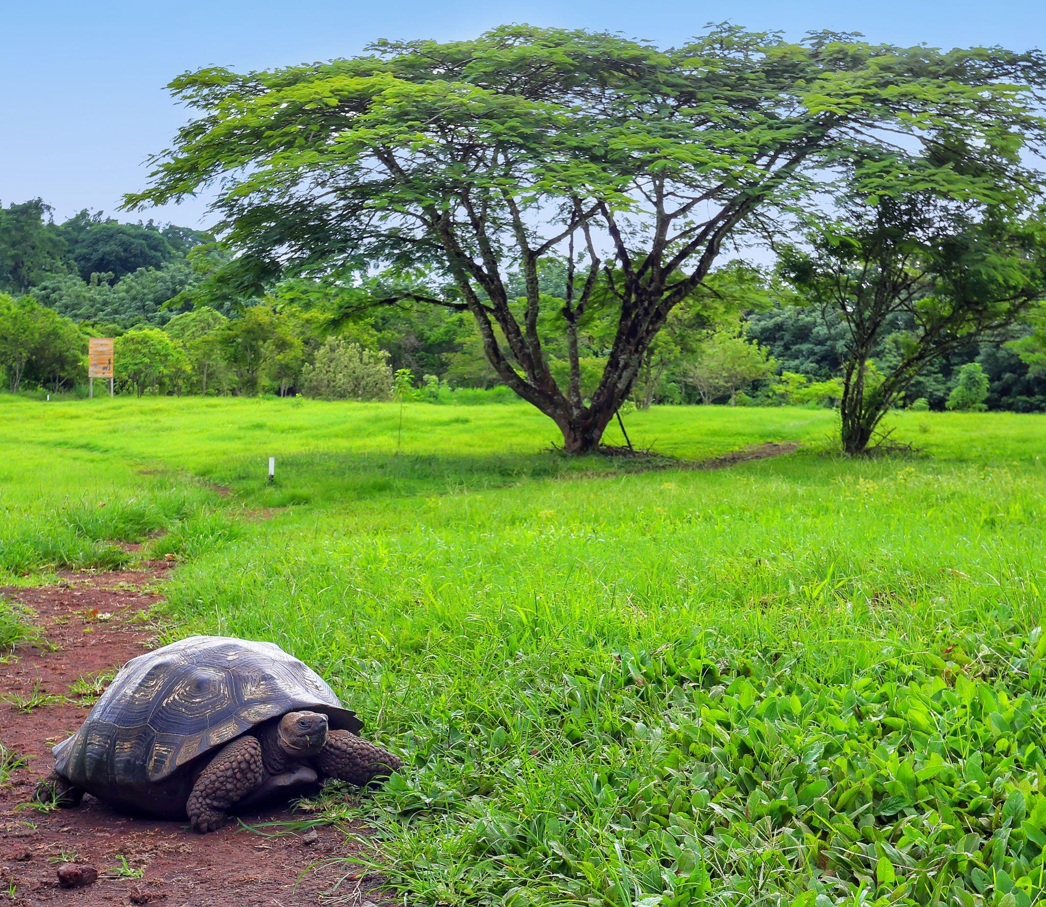 giant-tortoise-santa-cruz-island_Tablet.jpg