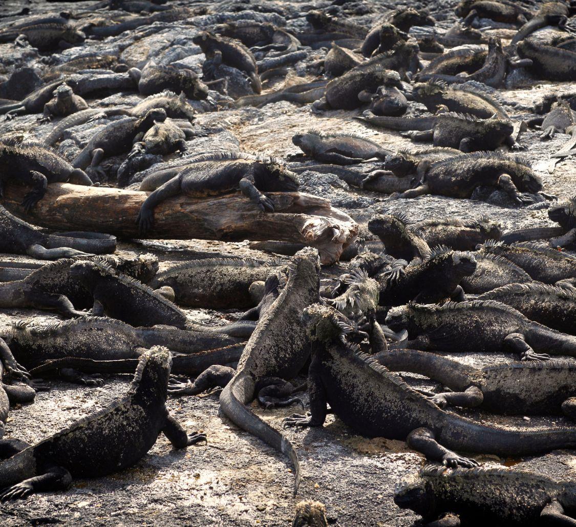 mess-of-marine-iguanas-fernandina-island_Mobile