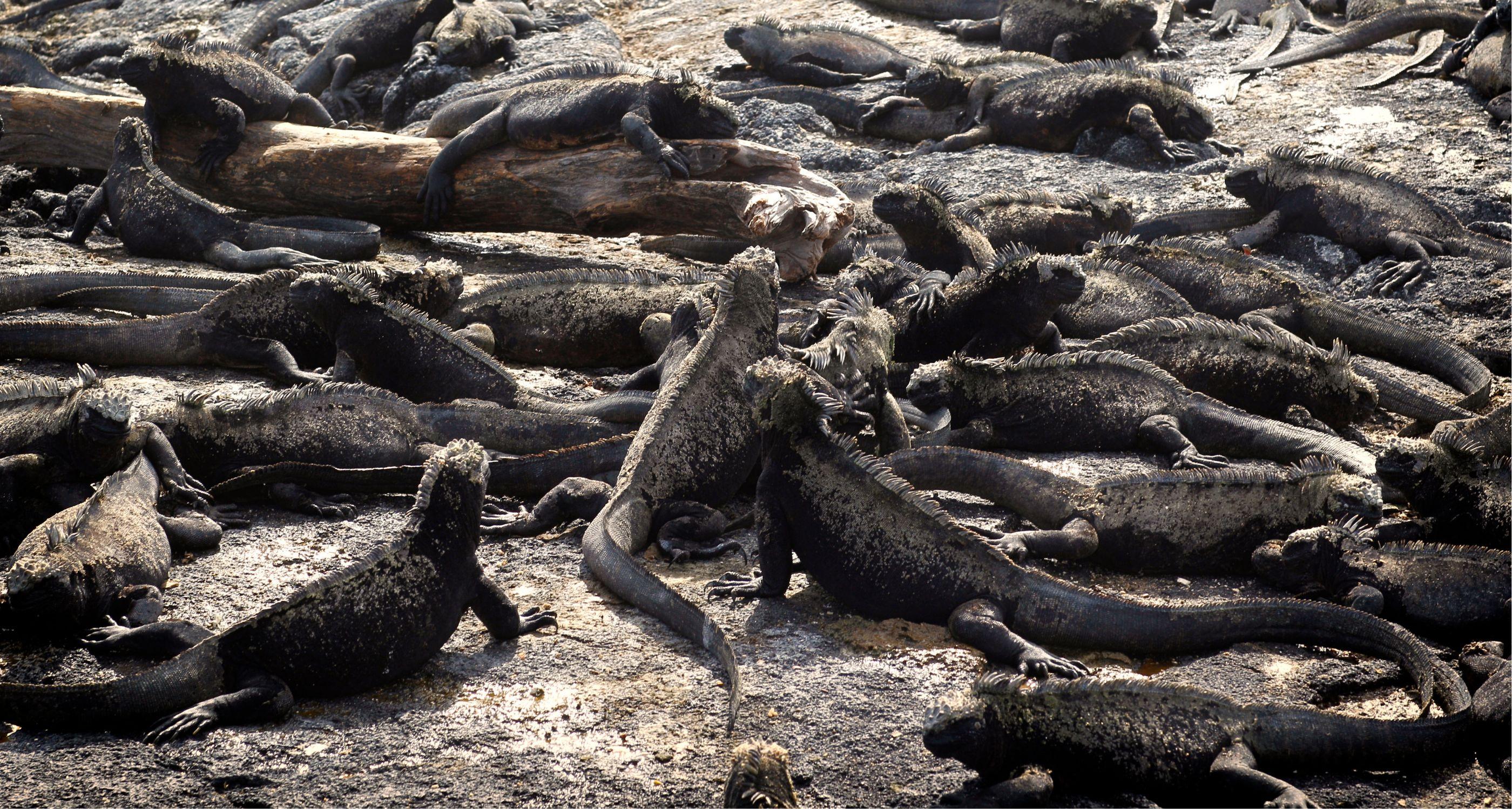 mess-of-marine-iguanas-fernandina-island_Tablet