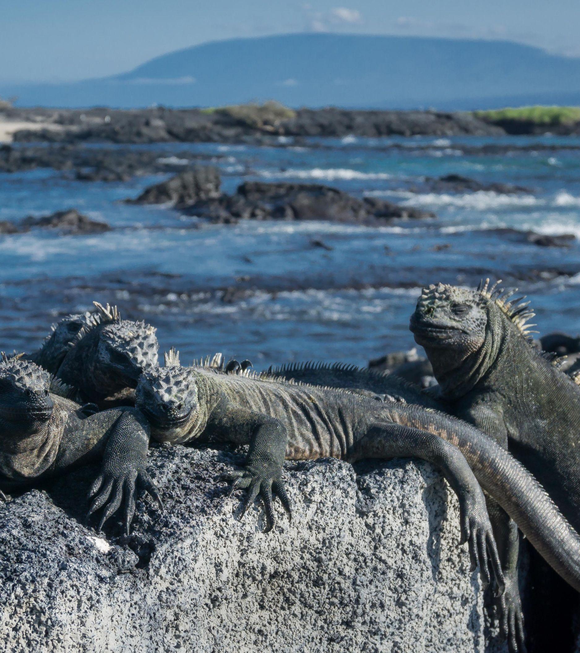 punta-espinoza-isla-fernandina-iguanas_Mobile