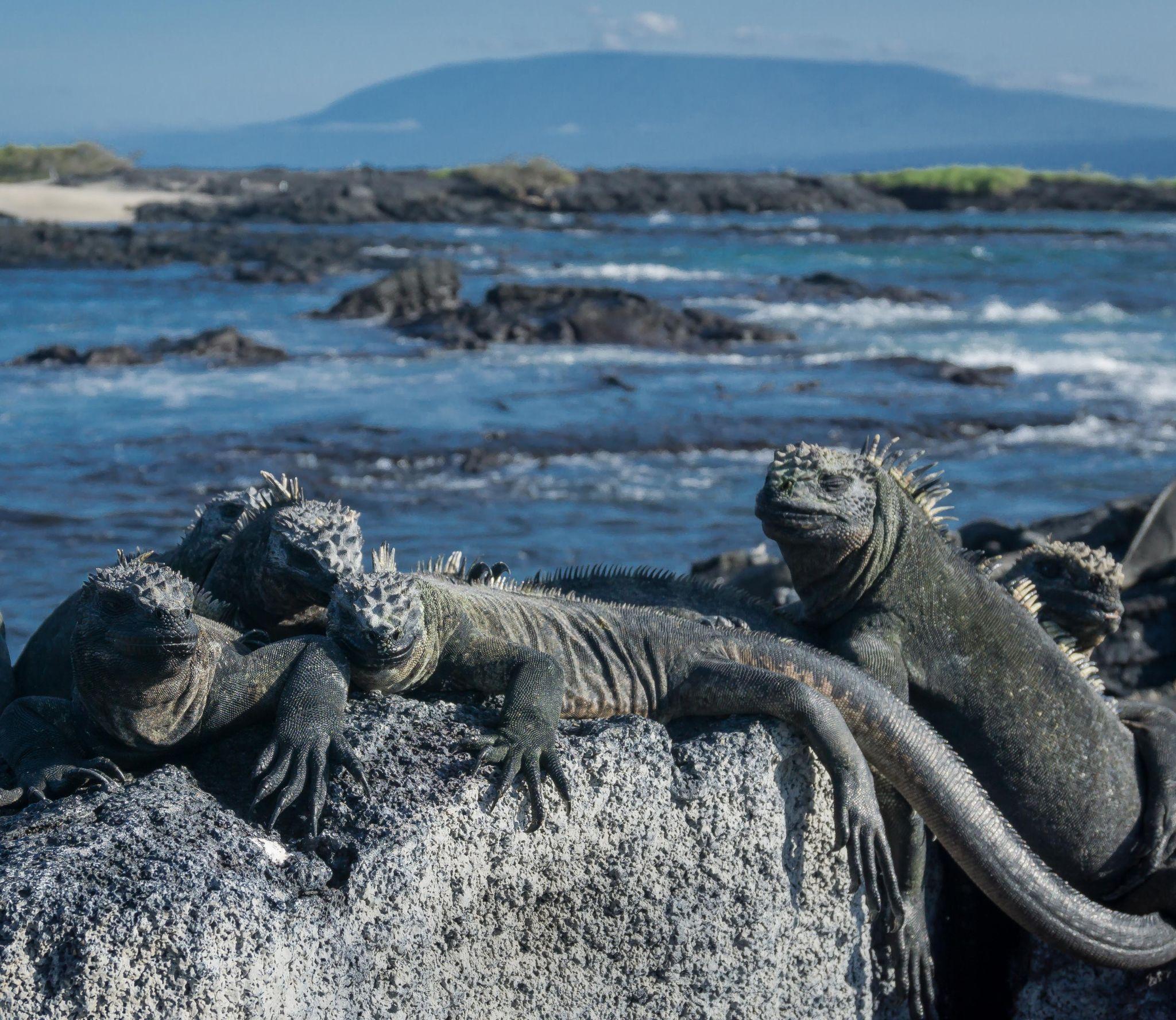 punta-espinoza-isla-fernandina-iguanas_Tablet