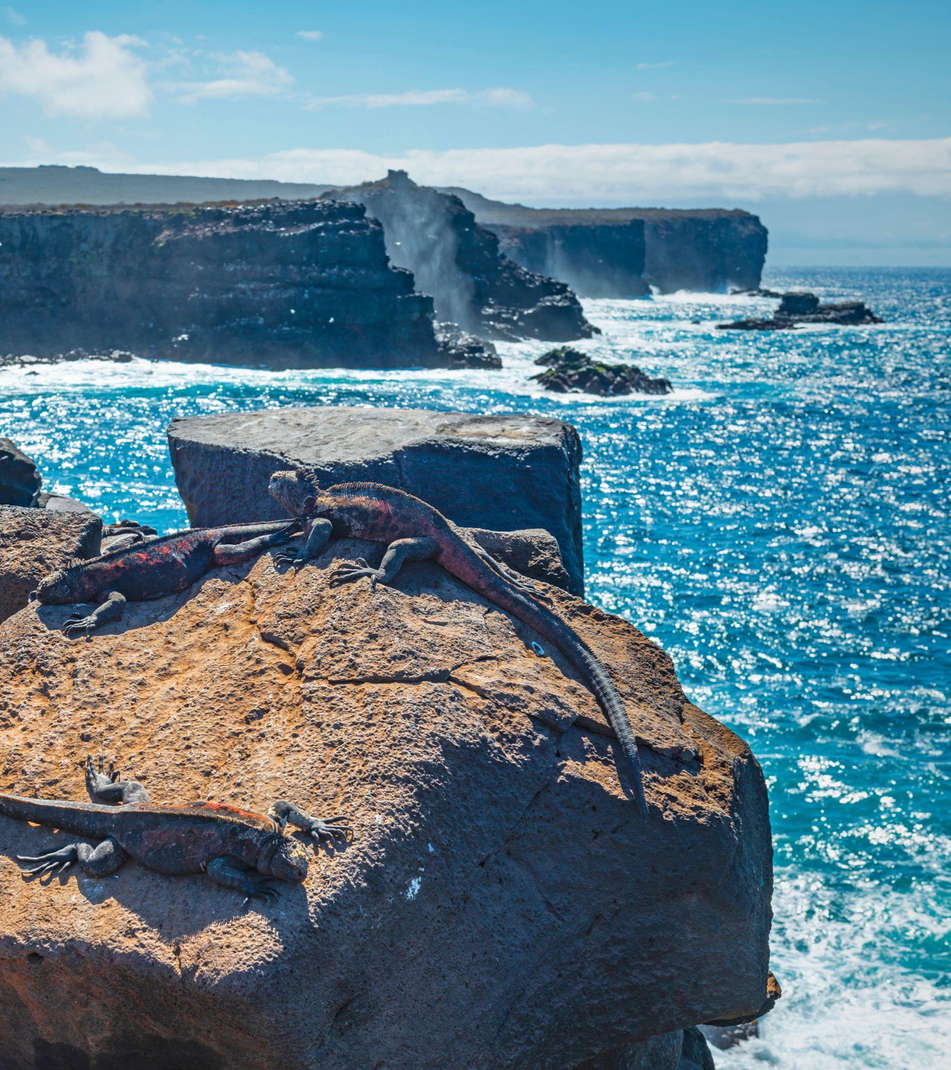 punta-suarez-cliffs-espanola-island_Mobile