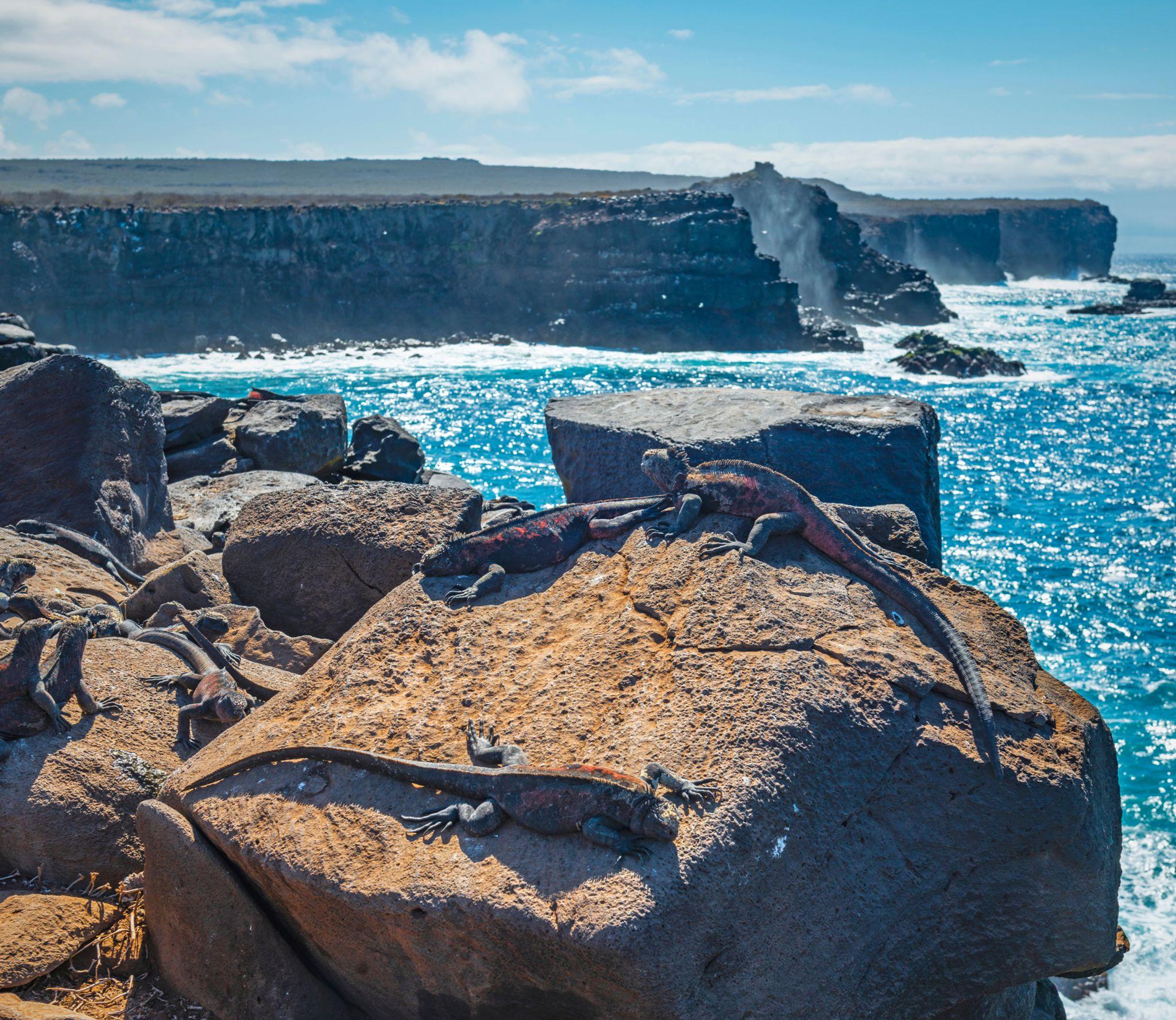 punta-suarez-cliffs-espanola-island_Tablet