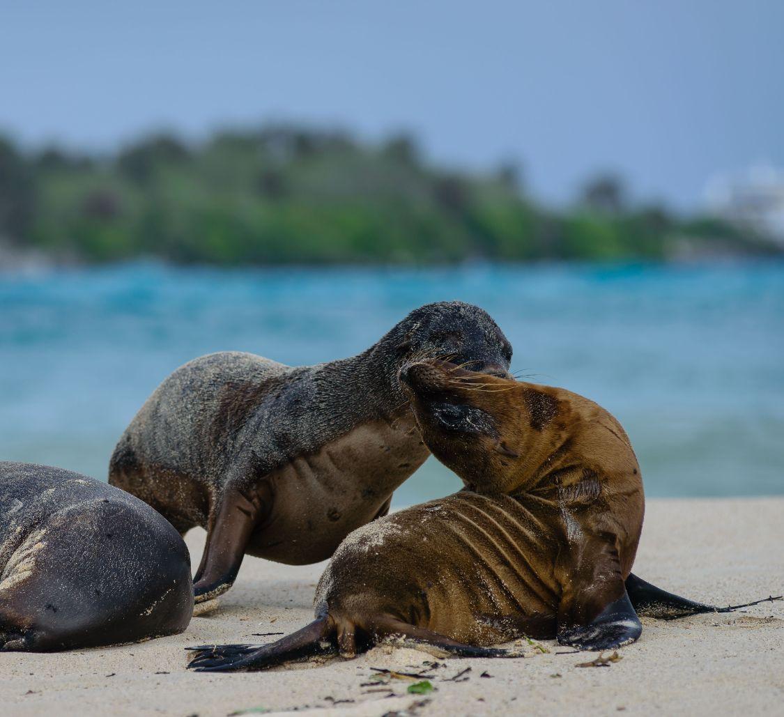 sealions-playing-santa-fe-island_Mobile