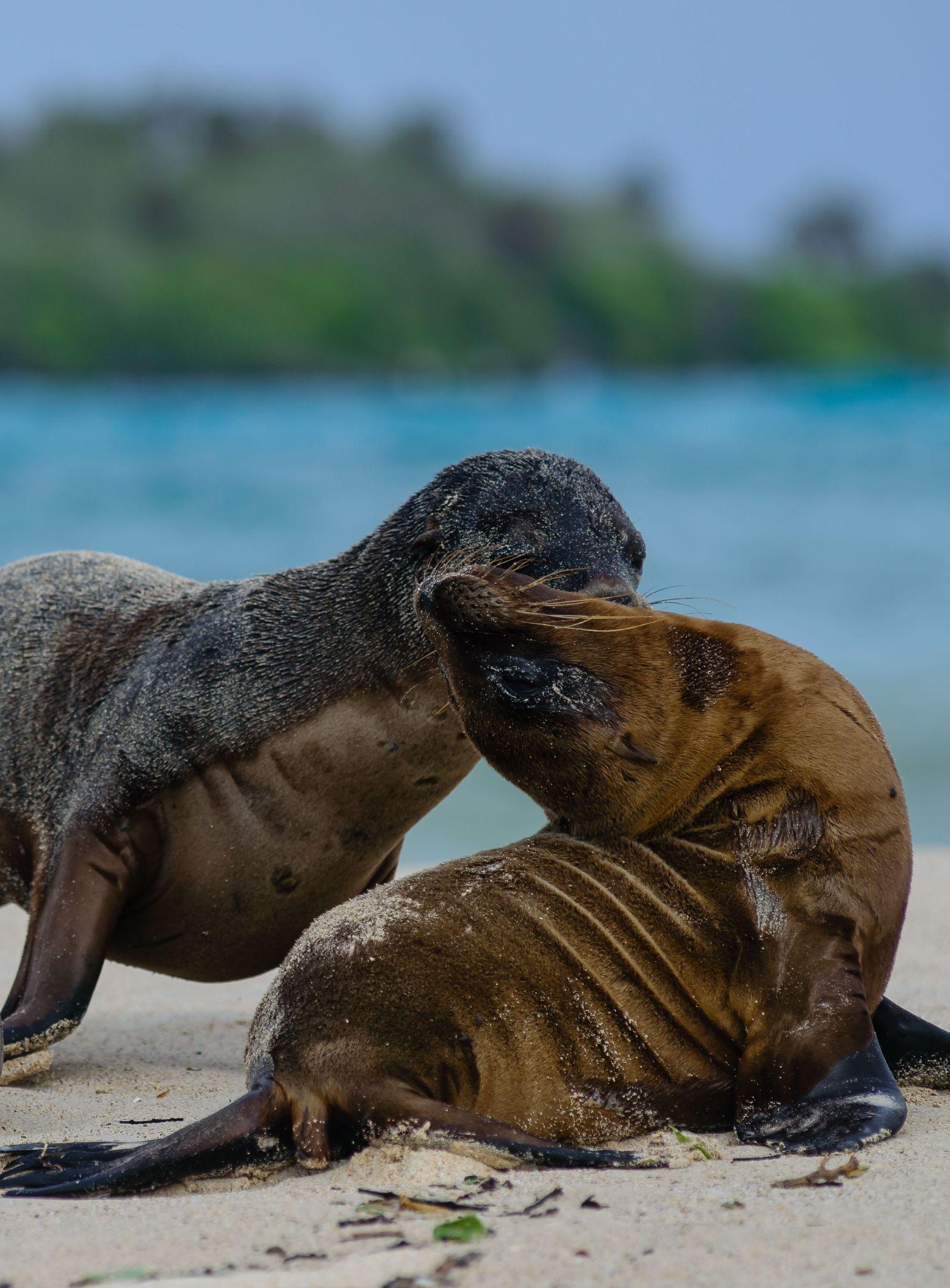 sealions-playing-santa-fe-island_PC
