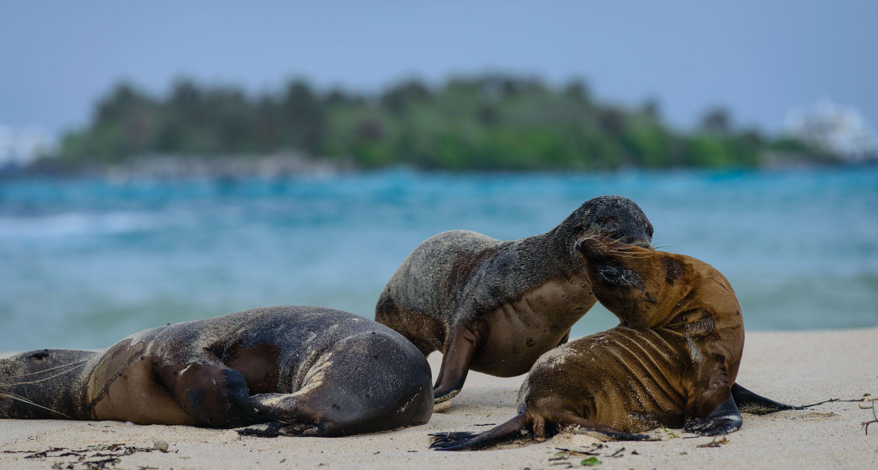 sealions-playing-santa-fe-island_Tablet
