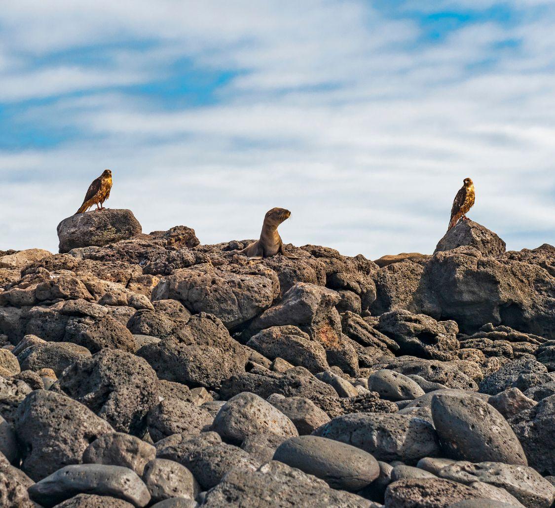 two-hawks-hunting-sea-lion-espanola-island_Mobile