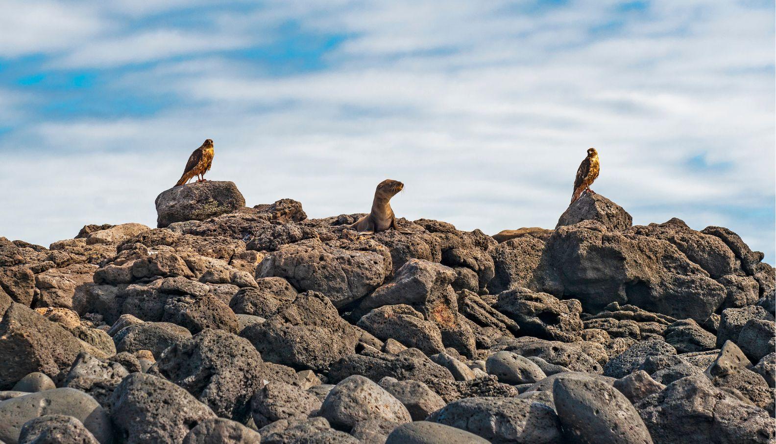 two-hawks-hunting-sea-lion-espanola-island_Table