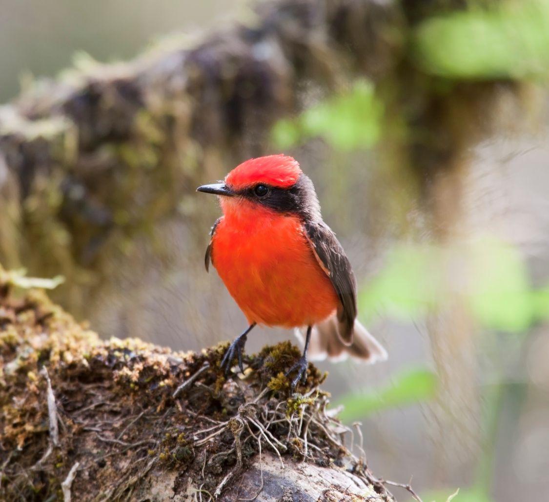 vermilion-flycatcher-santa-cruz-island_Mobile