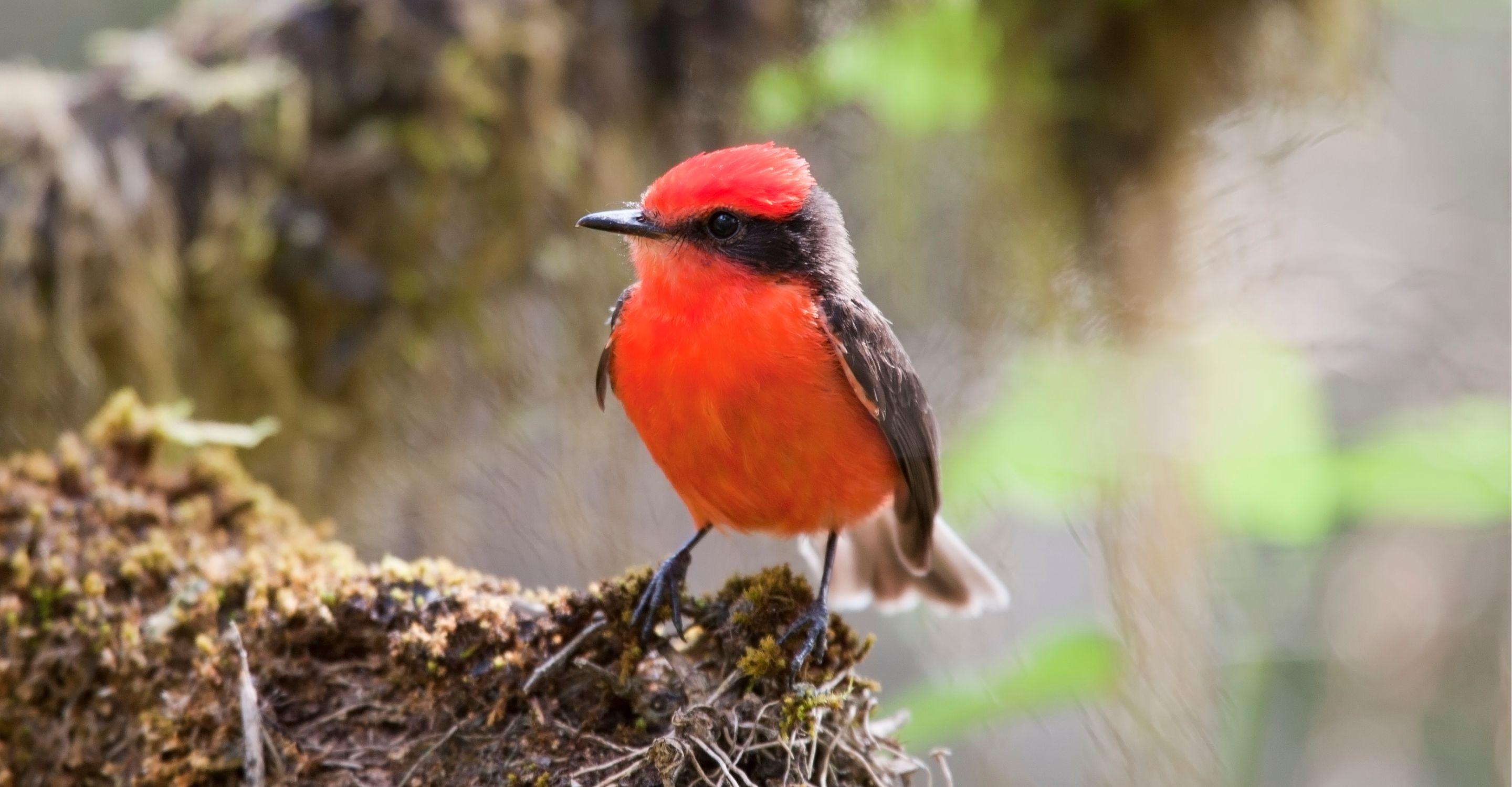 vermilion-flycatcher-santa-cruz-island_Tablet
