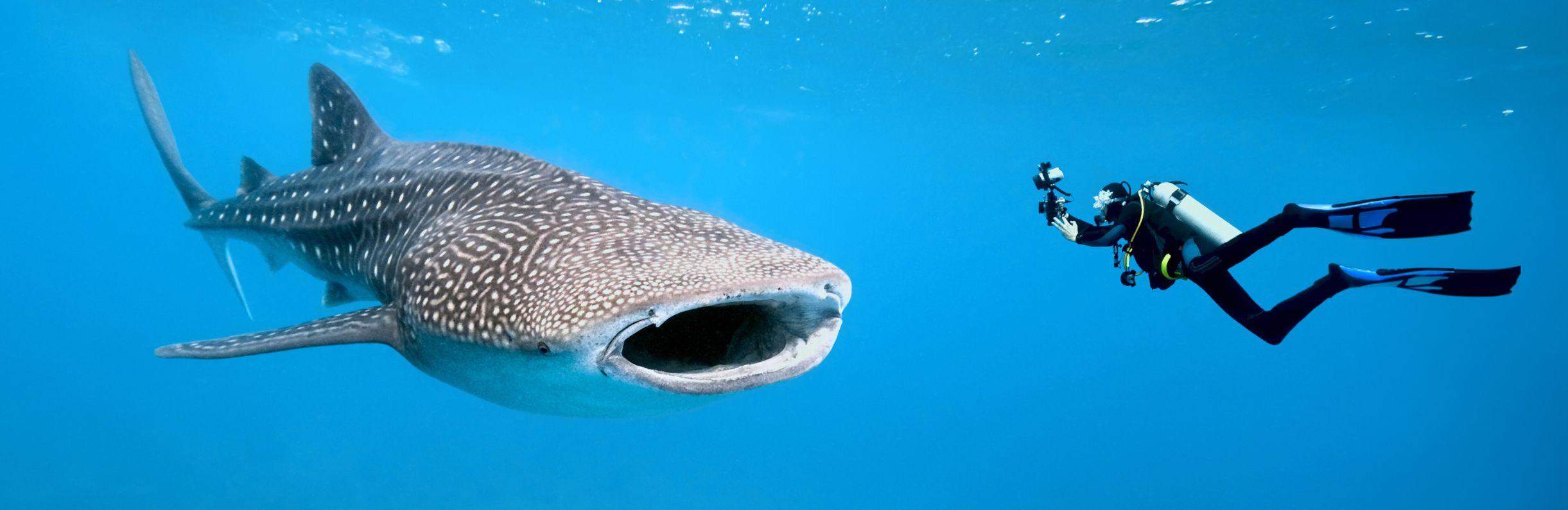 Swim with Whale Sharks