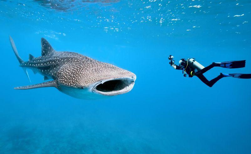 Swim with Whale Sharks