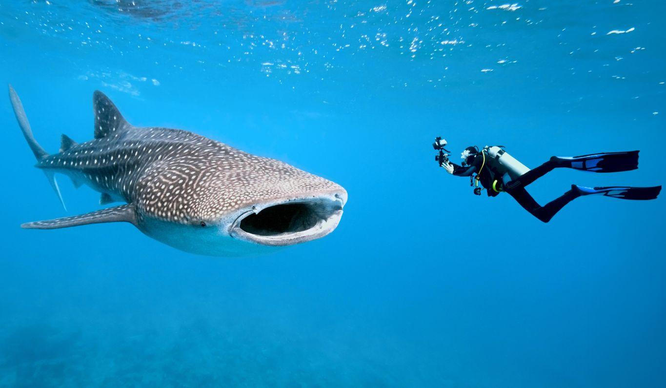 Swim with Whale Sharks
