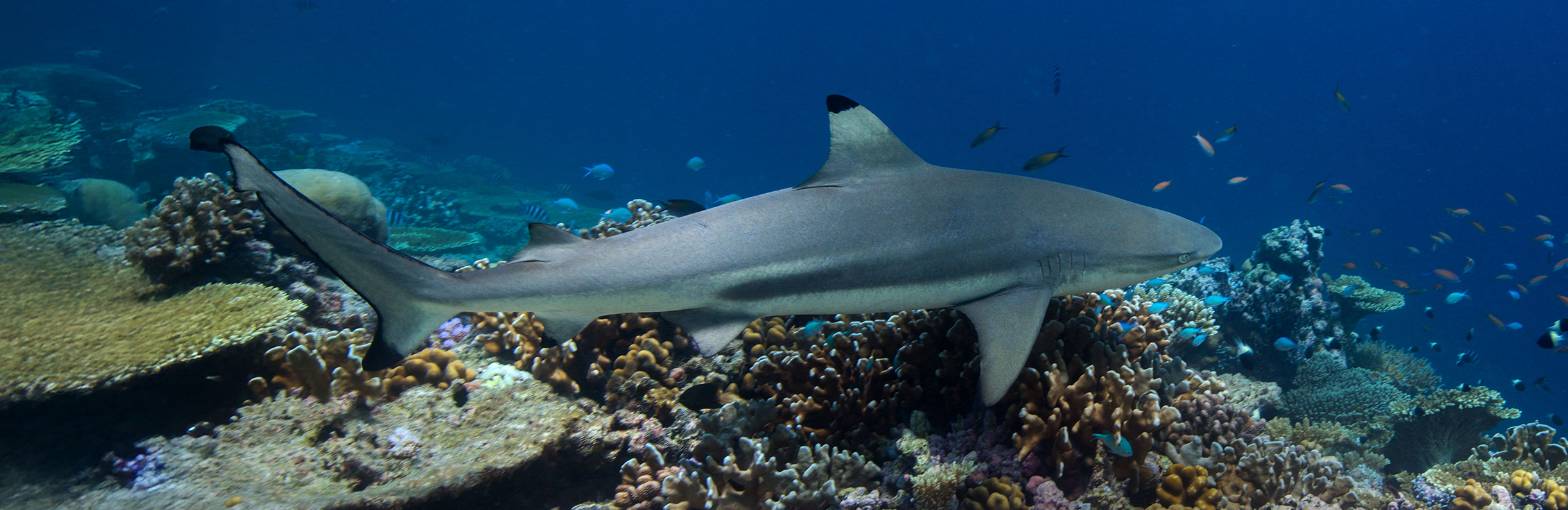 Blacktip Reef Sharks
