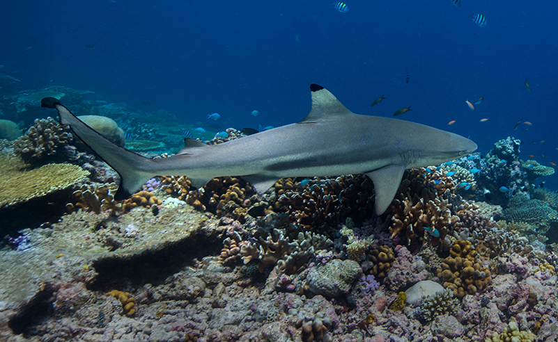 Blacktip Reef Sharks