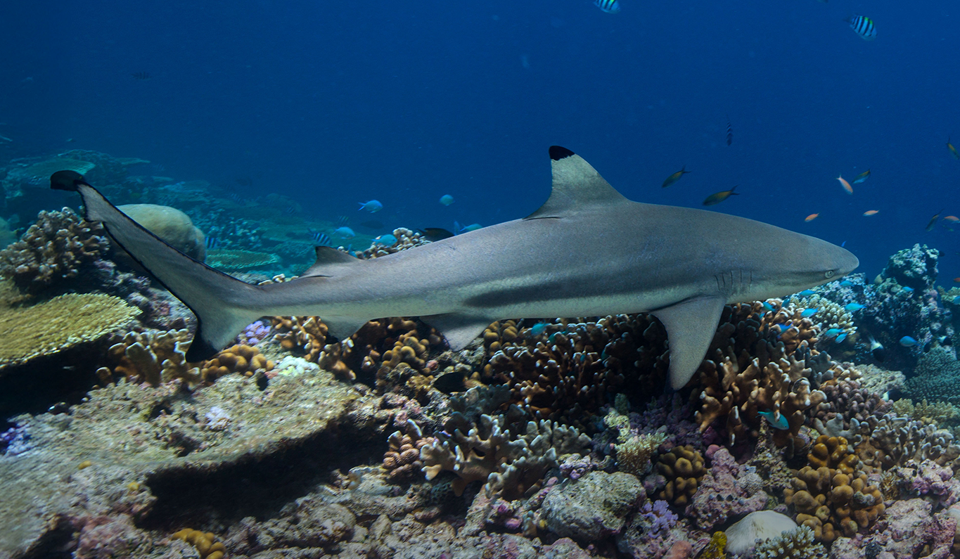 Blacktip Reef Sharks