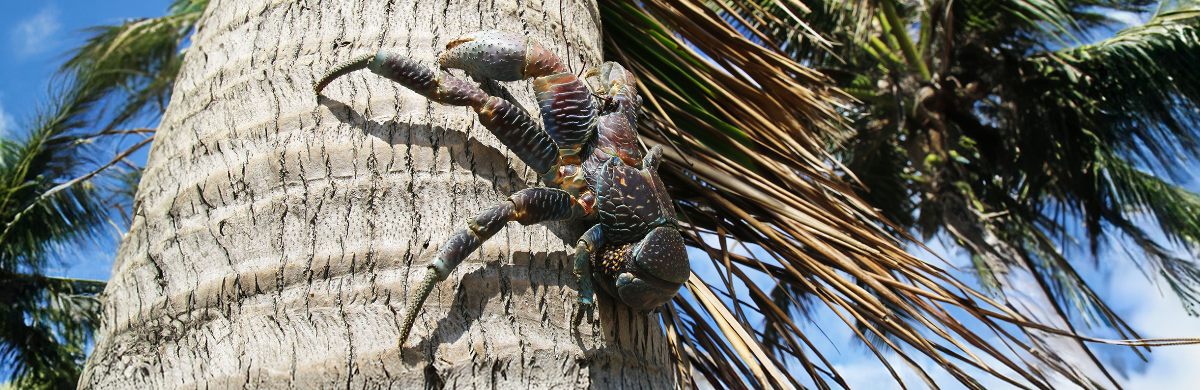 Coconut Crabs