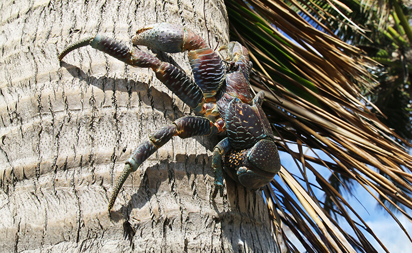Coconut Crabs