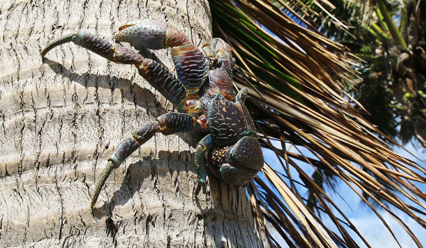 Coconut Crabs