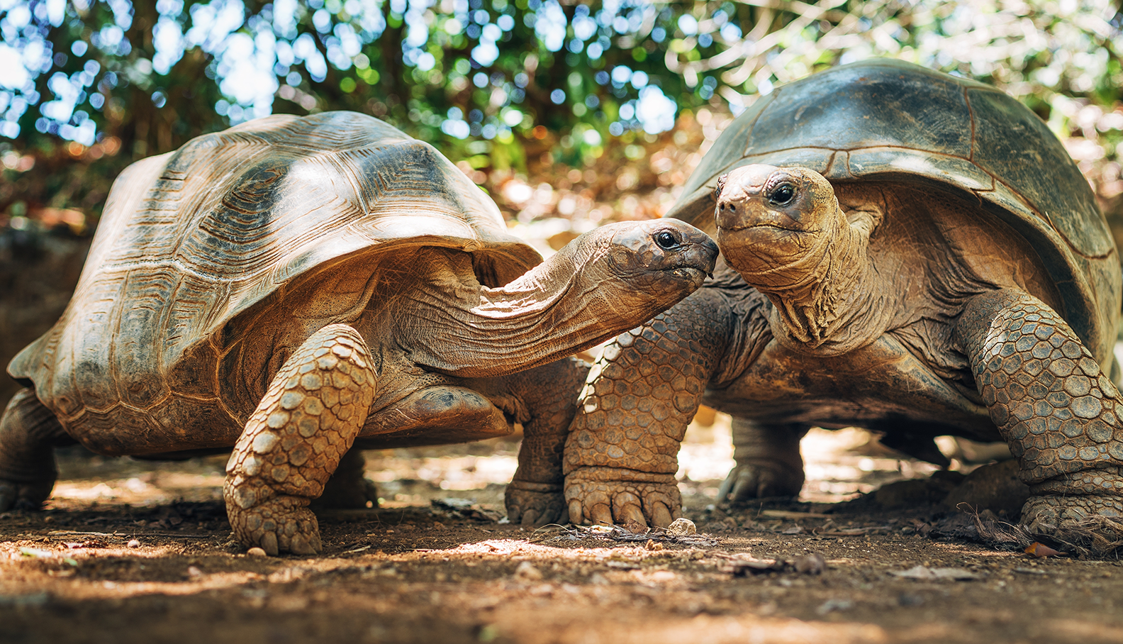 Seychelles Cruise