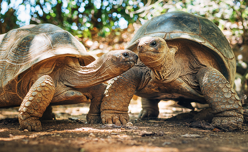 Giant Tortoises
