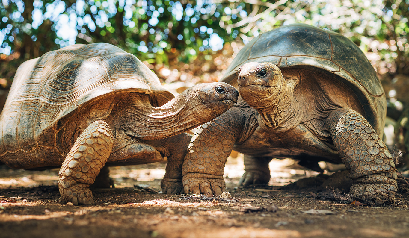 Giant Tortoises