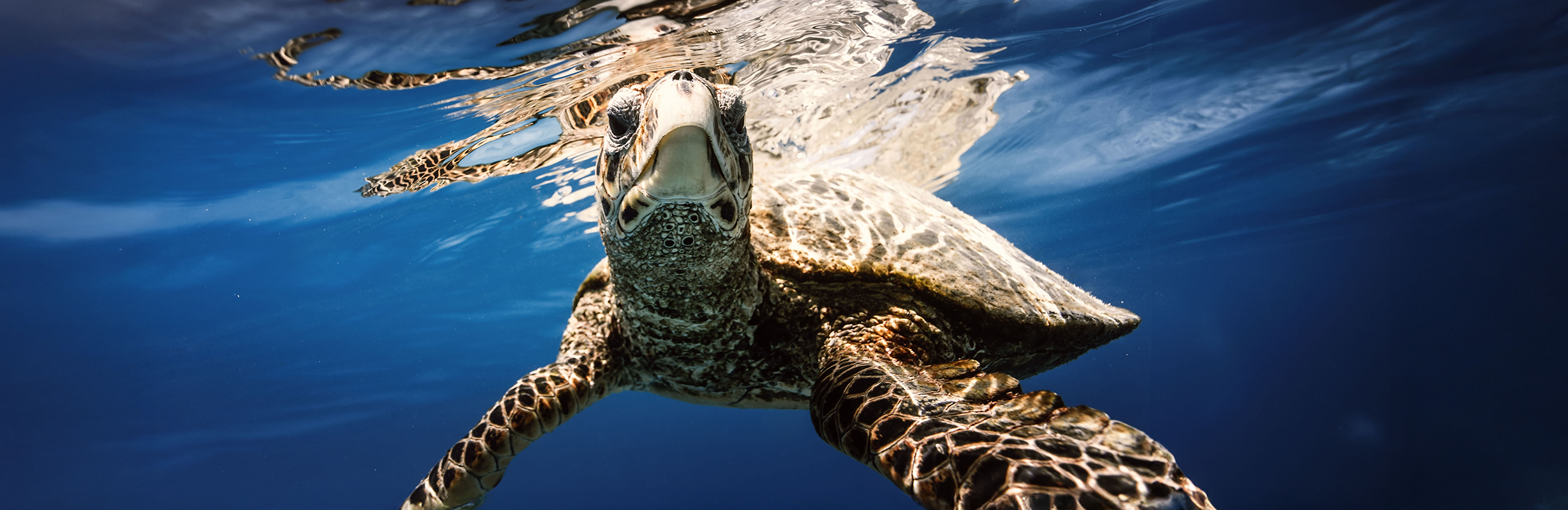 Hawksbill Turtles
