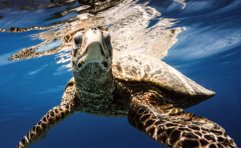Hawksbill Turtles