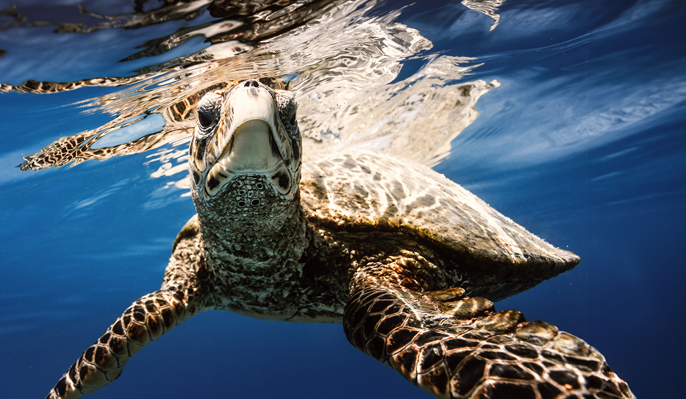 Hawksbill Turtles