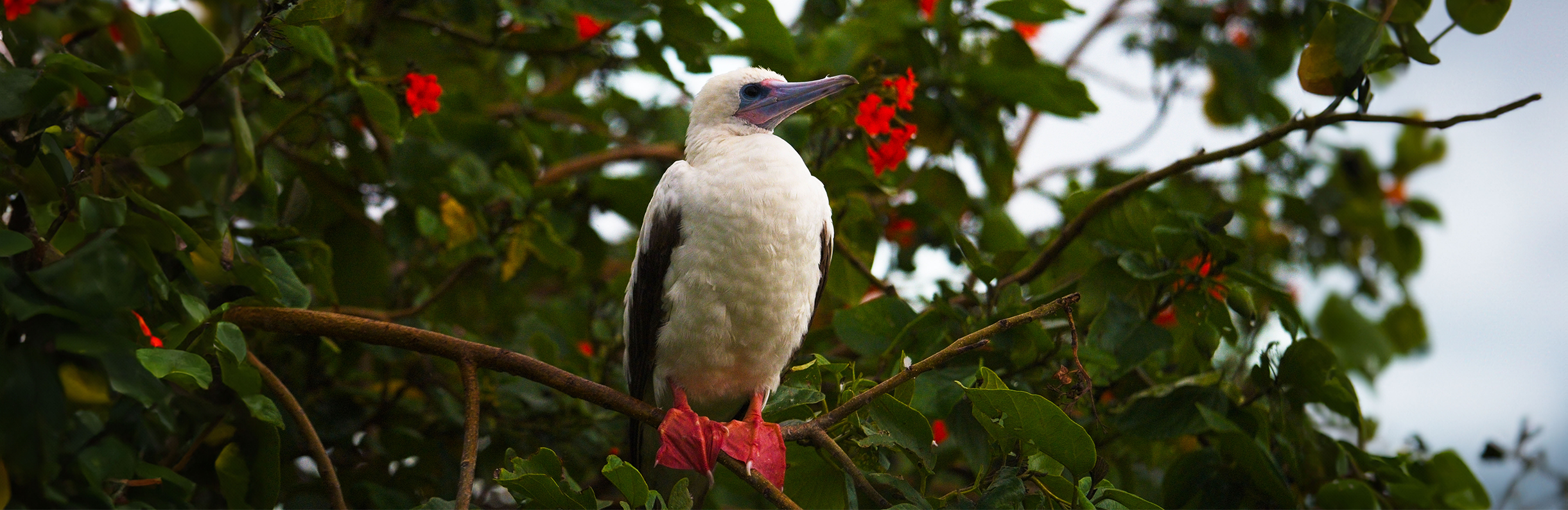 Red-footed Boobies