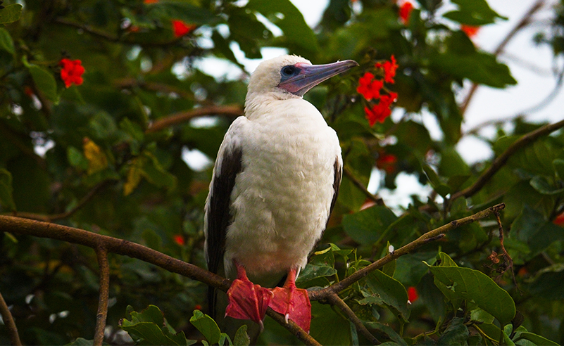 Red-footed Boobies