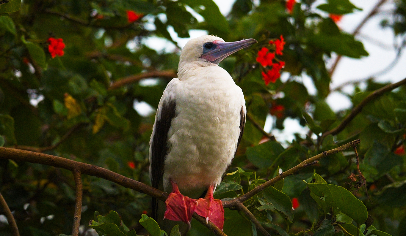 Red-footed Boobies