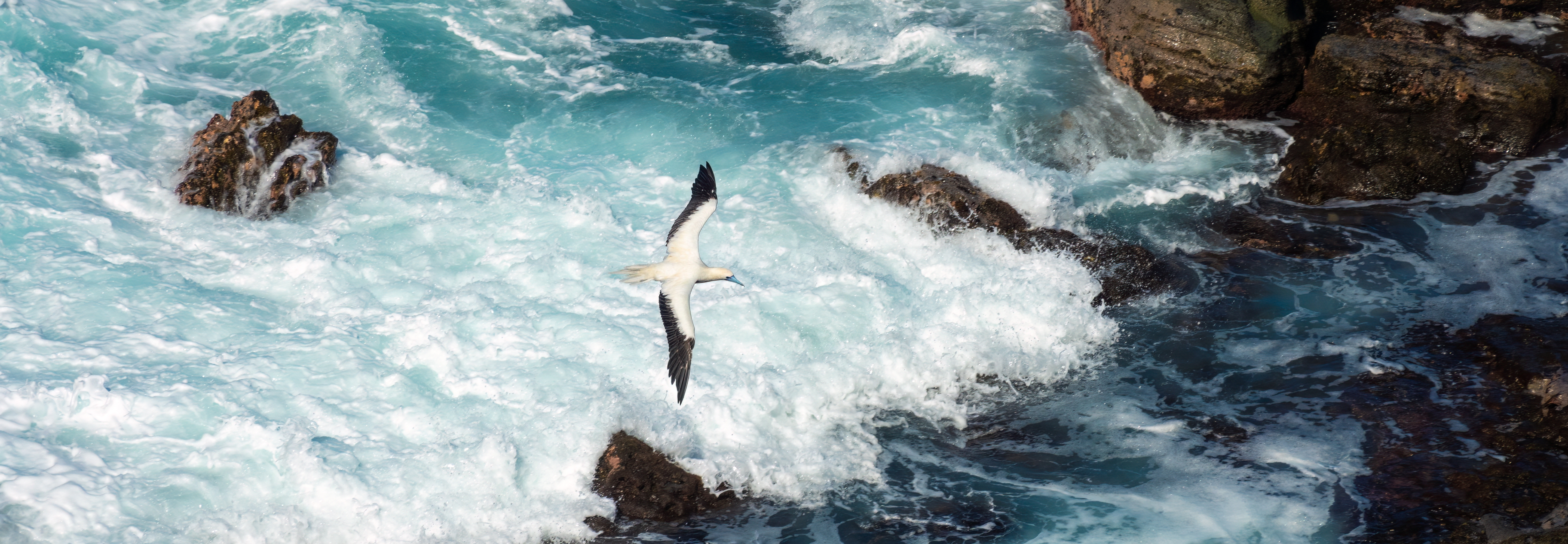 Seabird flying over crashing ocean waves.