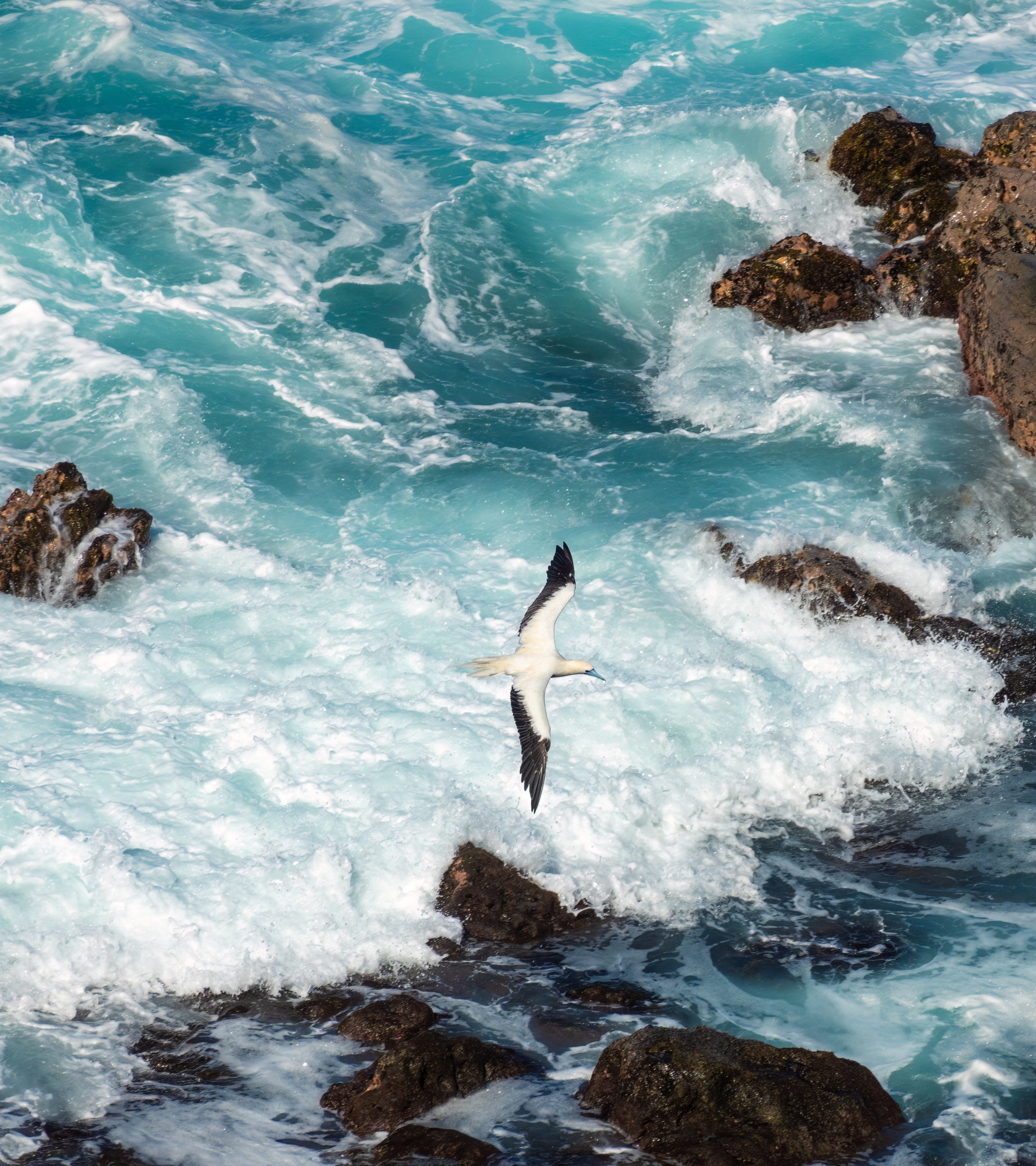Seabird flying over crashing ocean waves.