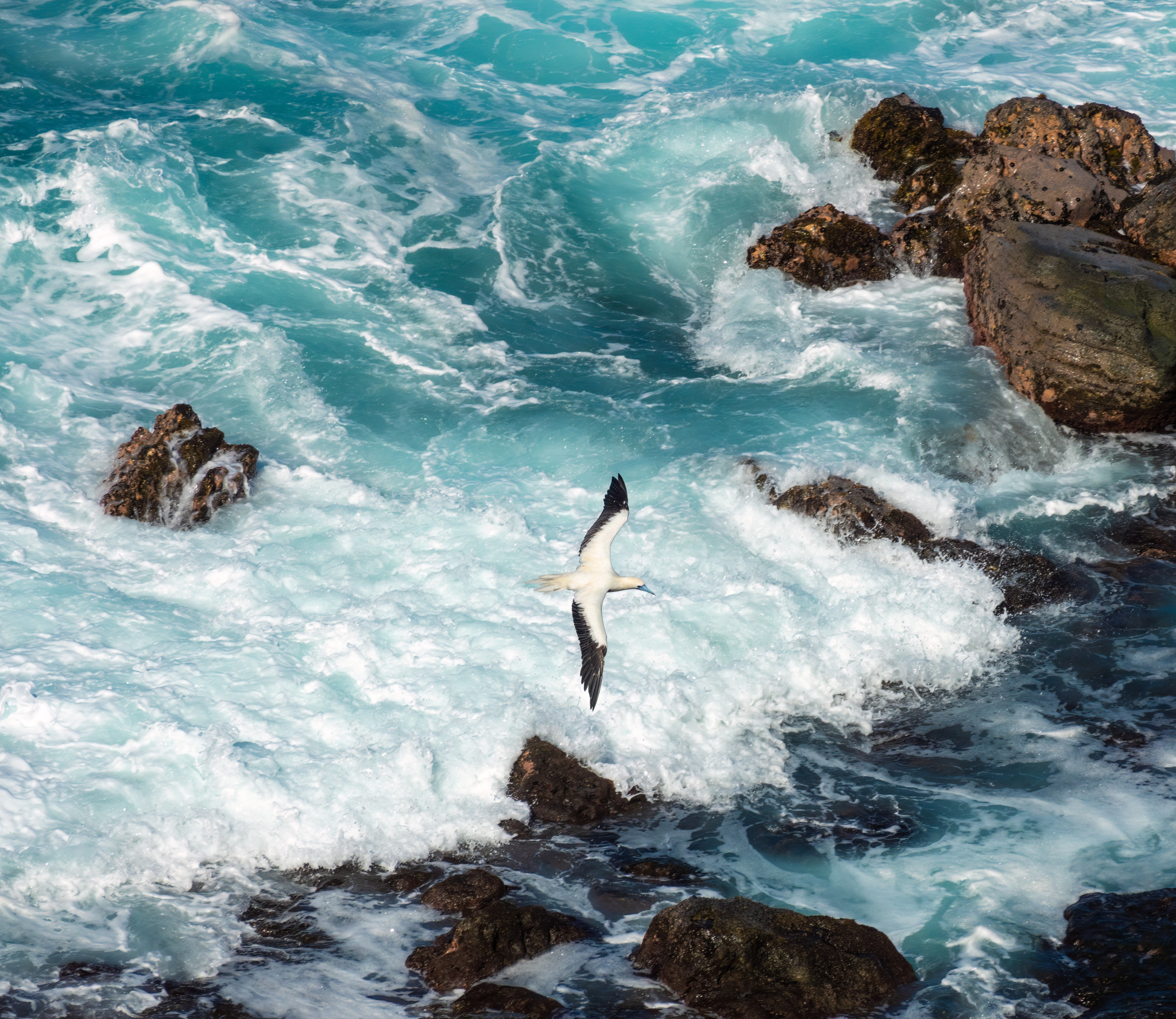 Seabird flying over crashing ocean waves.