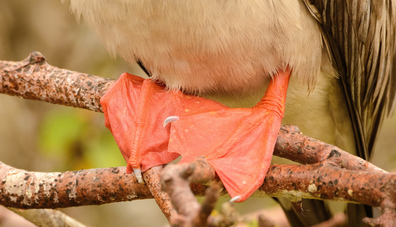 Close-up of red-footed booby (Sula sula) feet.