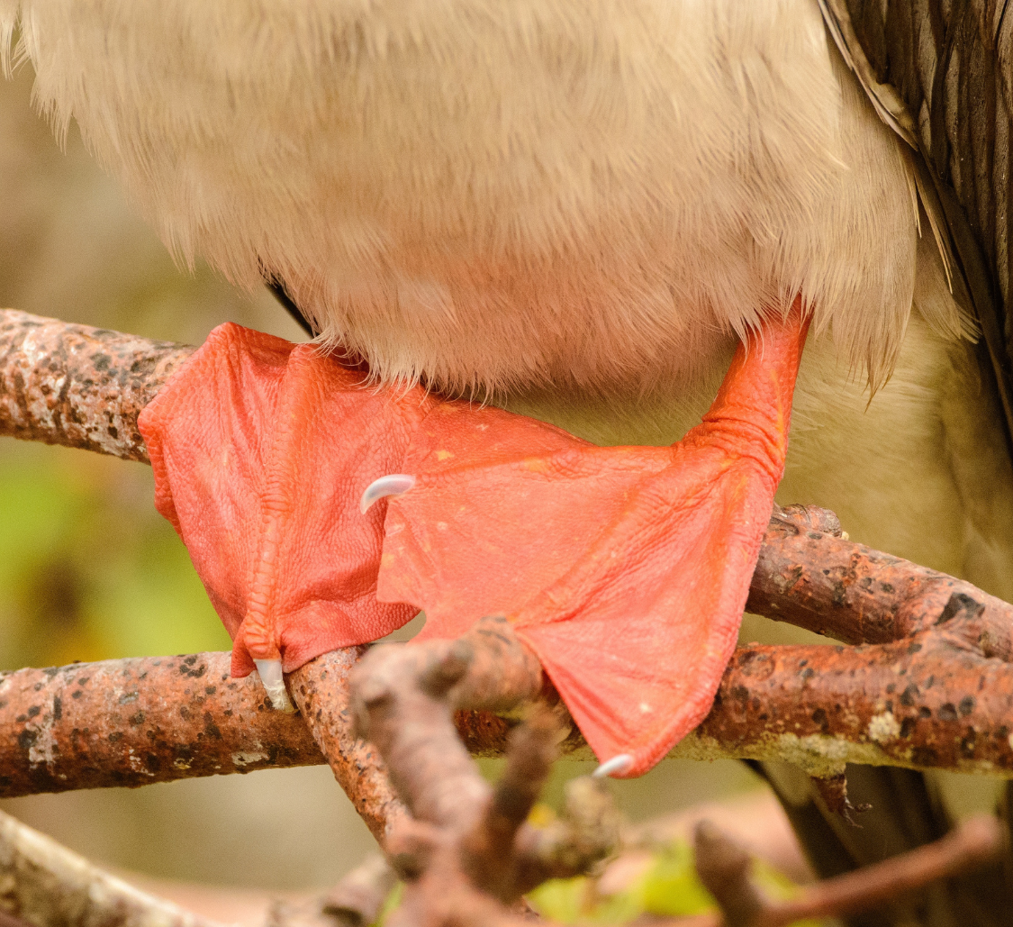 Close-up of red-footed booby (Sula sula) feet.