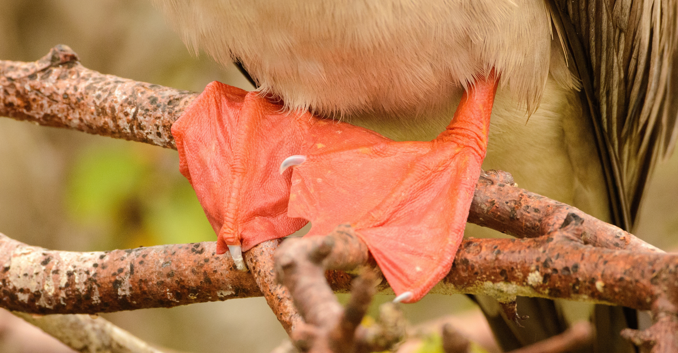 Close-up of red-footed booby (Sula sula) feet.