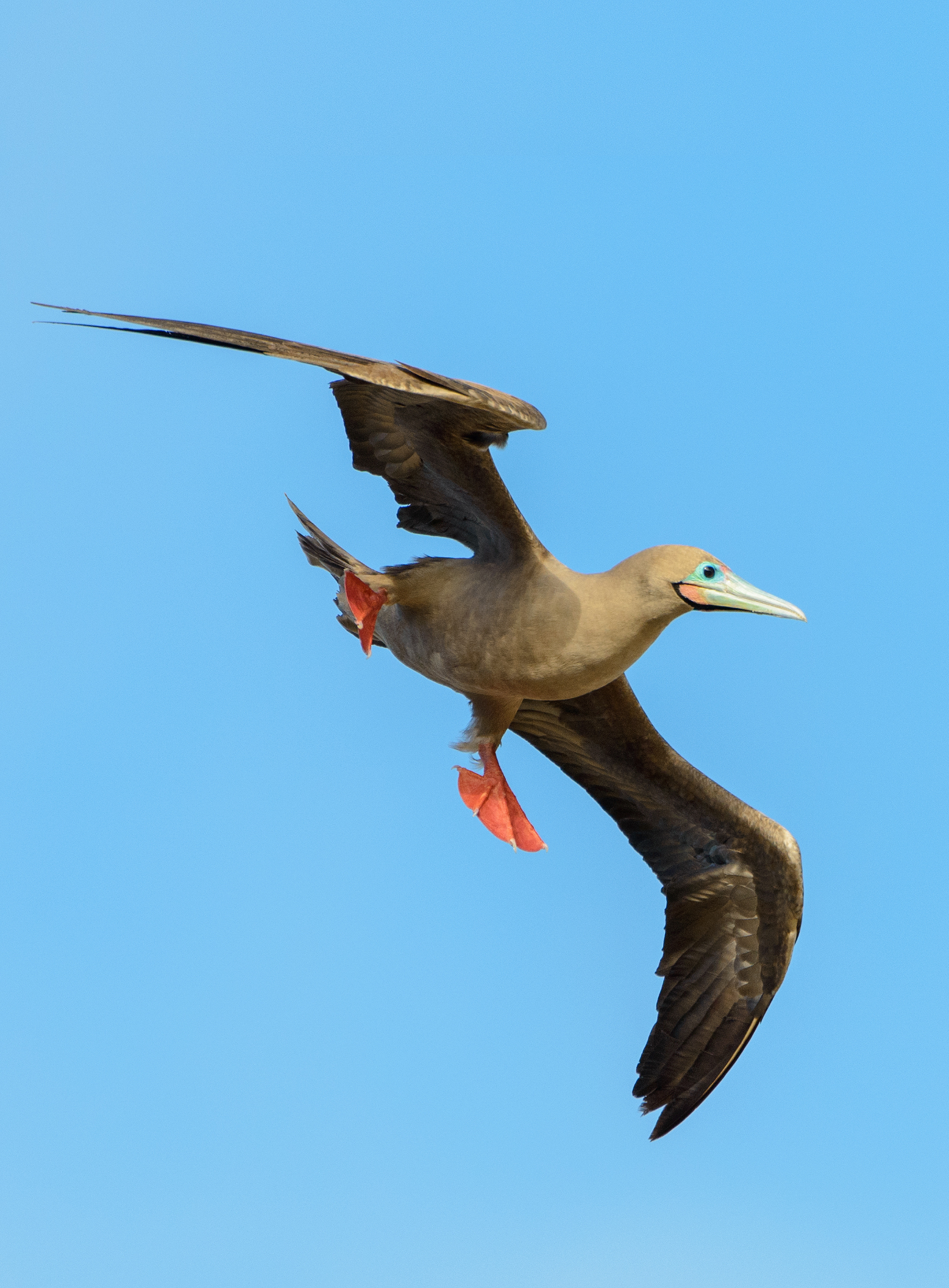 Flying red-footed booby (Sula sula).