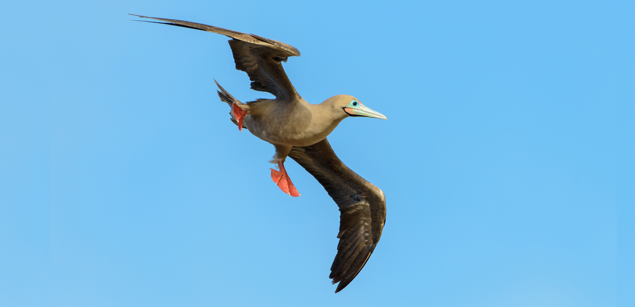 Flying red-footed booby (Sula sula).