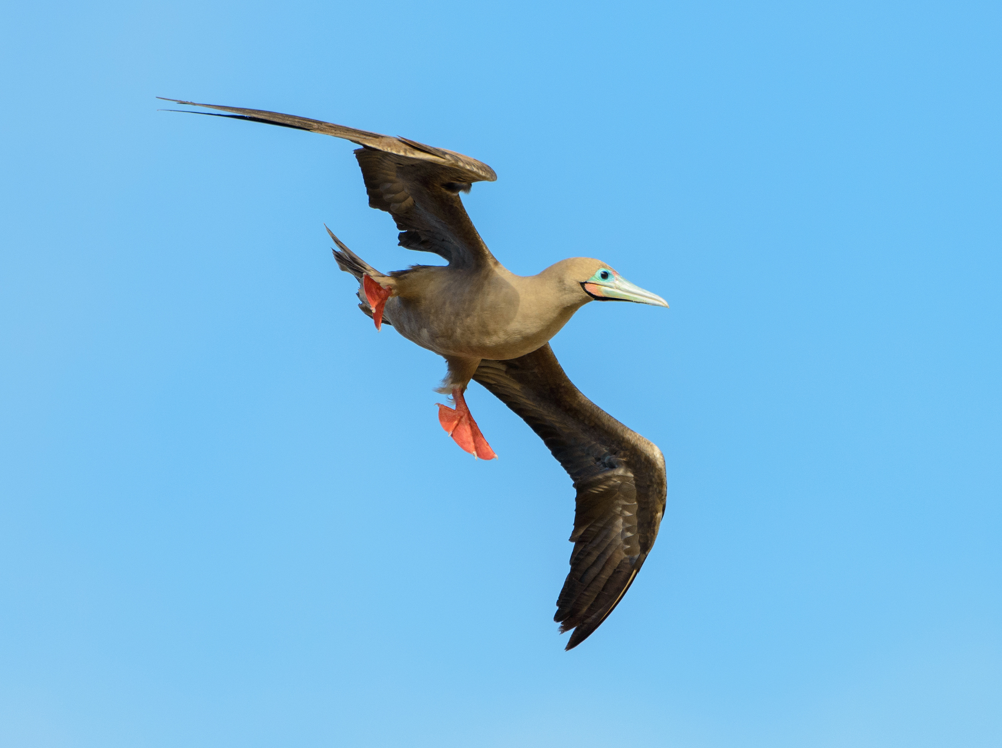 Flying red-footed booby (Sula sula).