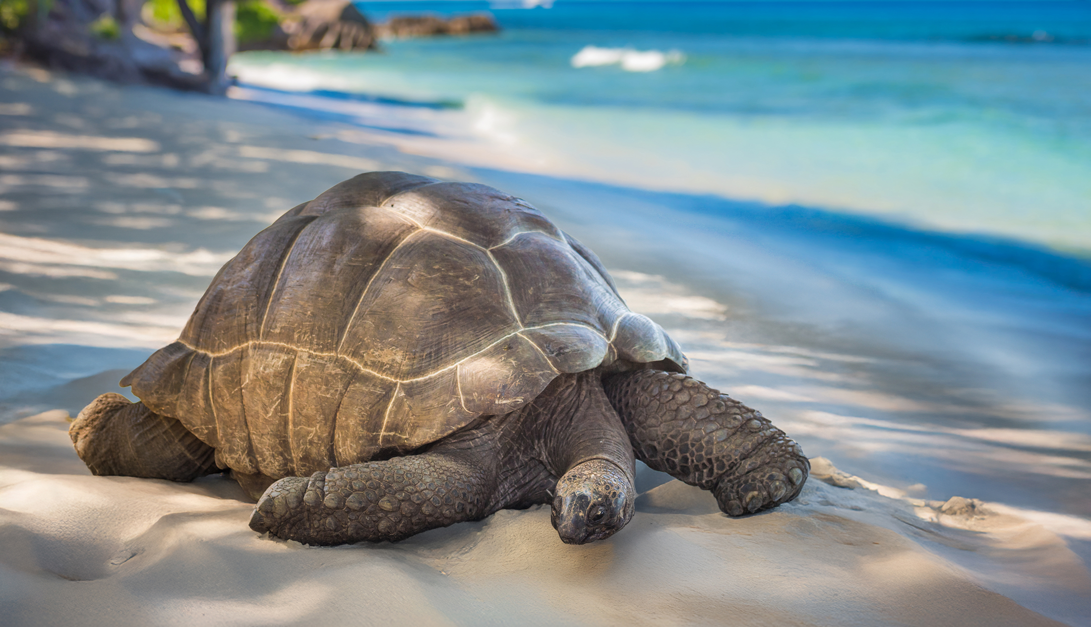 Seychelles and Tanzania cruise