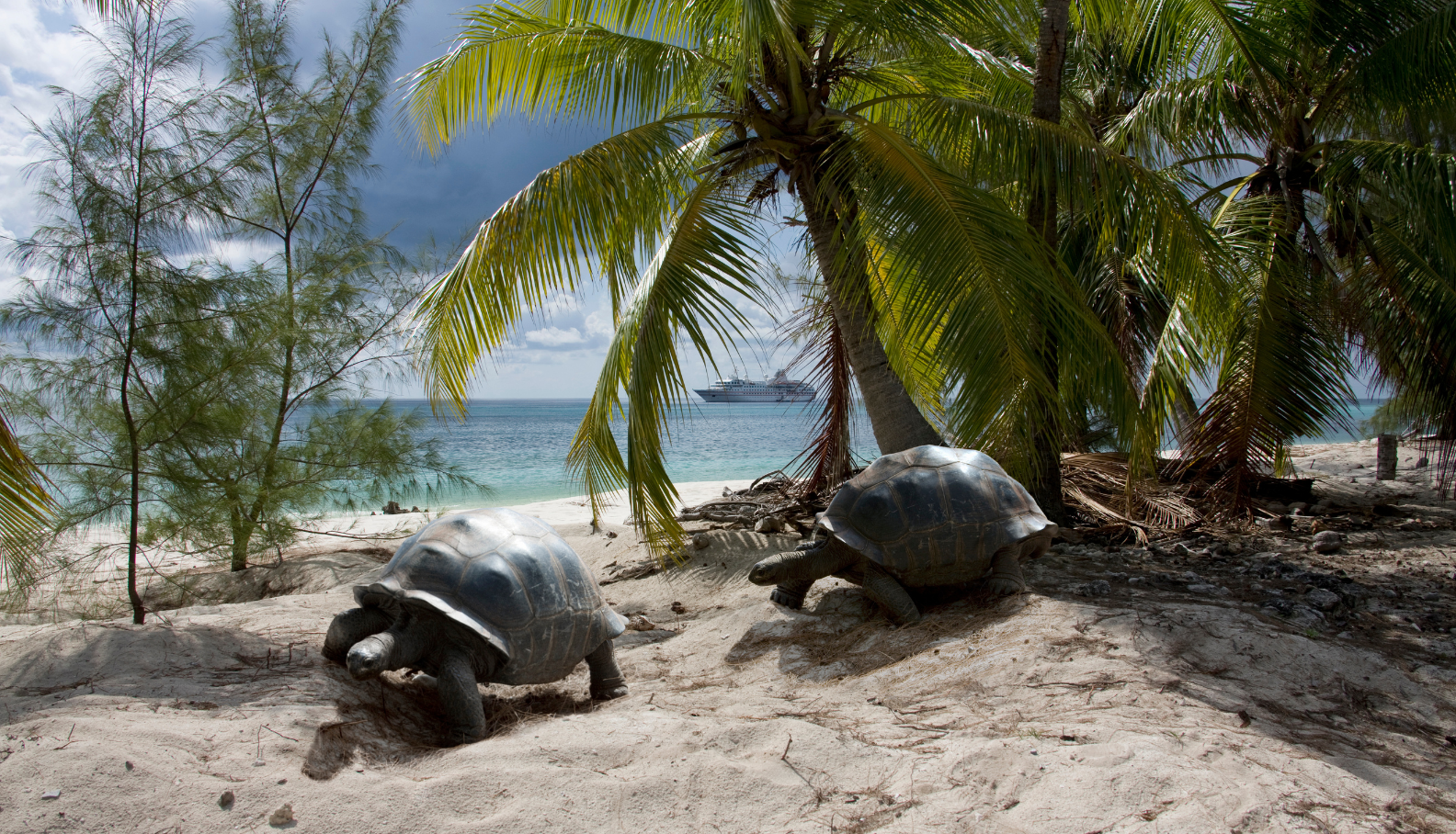 Seychelles - giant tortoises